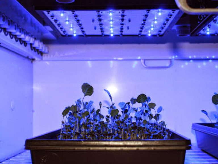 Blue light for foliage growth
